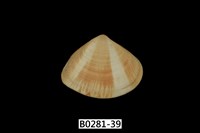 藏品(花蛤)的圖片